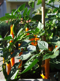 [Orange Flame]