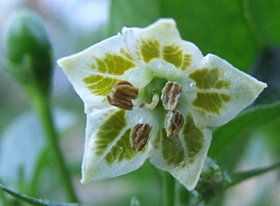 [Pea]