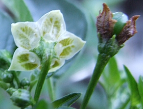 [Pea]