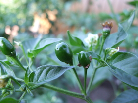 [Pea]