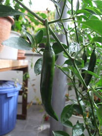 [Peperoni Bali]