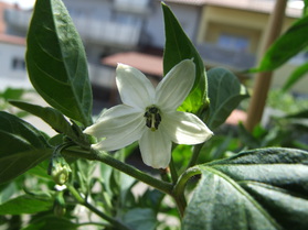 [Peter Pepper]
