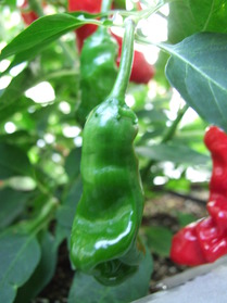 [Peter Pepper]