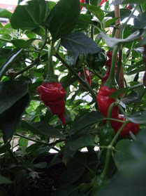 [Peter Pepper]