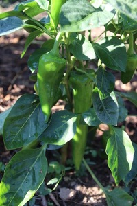 [Piquillo]