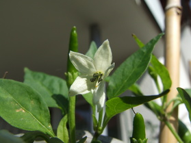 [Poinsetta]