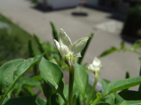 [Poinsetta]