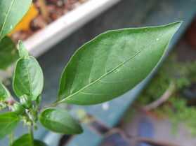 [Pulla]