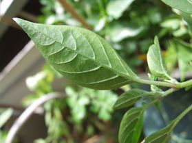 [Pulla]