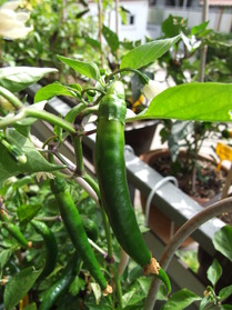 [Pulla]
