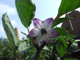 [Purple Serrano]