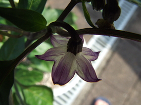 [Purple Serrano]