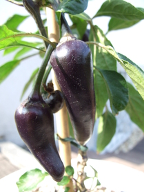 [Purple Serrano]