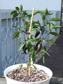 [Purple Serrano]