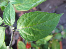 [Rocoto Ají Largo]