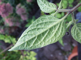 [Rocoto Ají Largo]