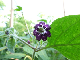 [Rocoto Ají Largo]