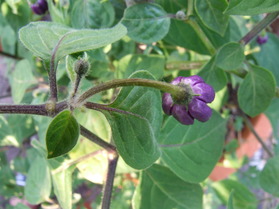 [Rocoto Ají Largo]
