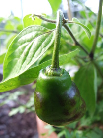 [Rocoto Ají Largo]