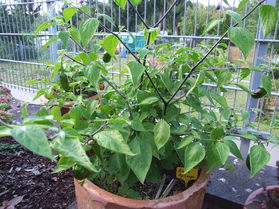 [Rocoto Ají Largo]