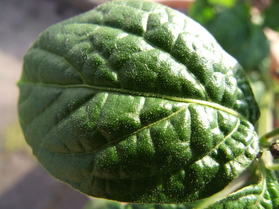 [Ají Picante]