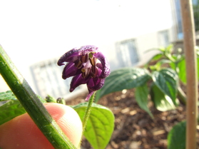 [Ají Picante]