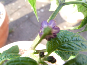 [Ají Picante]