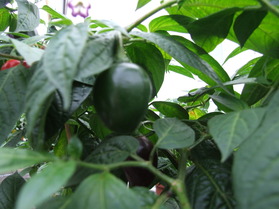 [Ají Picante]