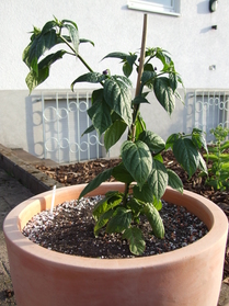 [Ají Picante]