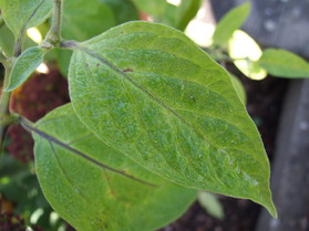 [Rocoto Congo]