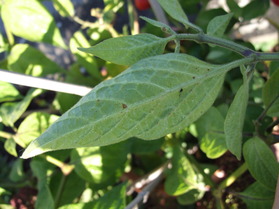 [Rocoto Congo]