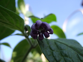 [Rocoto Congo]
