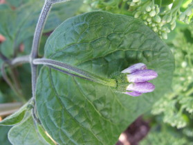 [Rocoto Congo]