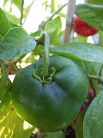 [Rocoto Congo]
