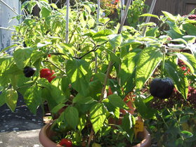 [Rocoto Congo]