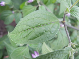 [Rocoto De Seda]