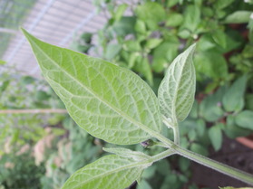 [Rocoto De Seda]