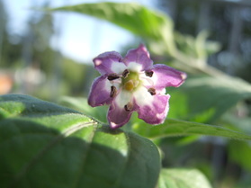 [Rocoto De Seda]