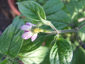 [Rocoto De Seda]