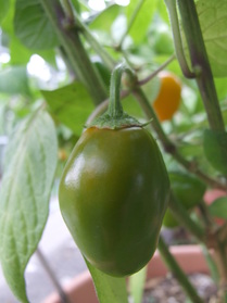 [Rocoto De Seda]