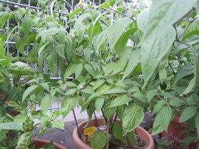 [Rocoto De Seda]