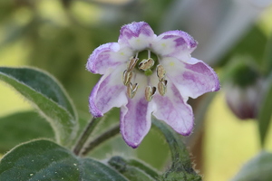 [Rocoto La Palma]