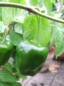[Rocoto La Palma]