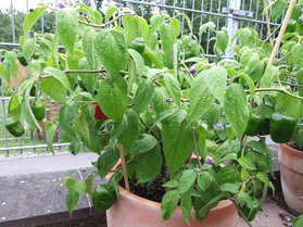 [Rocoto La Palma]