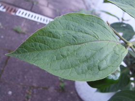 [Rocoto Manzano]