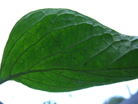 [Rocoto Manzano]