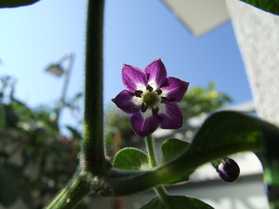 [Rocoto Manzano]