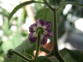 [Rocoto Manzano]