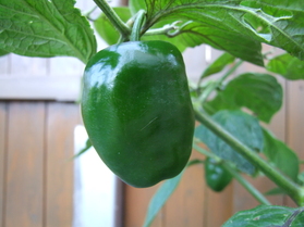 [Rocoto Manzano]