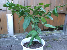 [Rocoto Manzano]